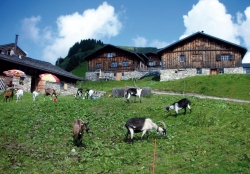Sterisalpe, Sonntag (Großwalsertal)