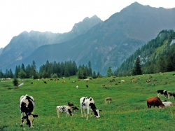 Viehherde Zalimalpe, Brandnertal